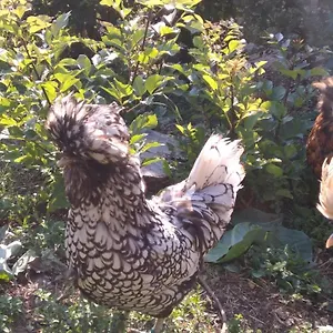 Il Suono Del Bosco Frühstückspension Arcugnano